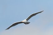 Glaucous gull in flight - Spitsbergen 
