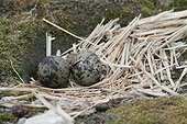 Arctic tern eggs on nest  - Spitsbergen 