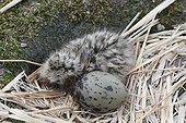 Arctic tern egg and young on nest  - Spitsbergen 