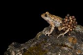 Male midwife toad and his laying on a black background