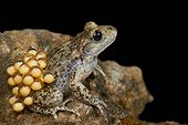 Male midwife toad and his laying on a black background