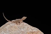 Crocodile Gecko on black background