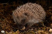 Western European hedgehog eating a snail - France