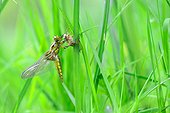 Emergence of Eurasian Red Dragonfly - Fouzon Prairie France