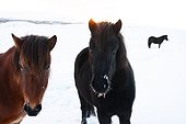 Icelandic horses in the snow - Iceland ; Protected, the race cannot be exported.