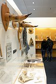 Penis Museum - Reykjavik Iceland ; The Penis museum houses a large collection of animals from around the world penis 