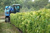Mechanical harvest in the vineyards - Island Oleron France ; Most of the 700 hectares of vineyards are located in the north of the island