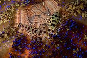 Coleman's shrimps in a Fire Urchin - Cabilao Philipppines ; Couple lives on the sea urchin, the female is larger than the male 
