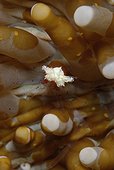Mushroom Coral Ghost Shrimp on Mushroom Coral - Cabilao