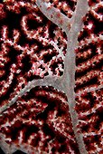 Pink pygmy seahorse on gorgonian - Cabilao Philippines ; Merges with its environment by color and the contours of his body that resemble the polyps of the gorgonian. 