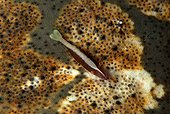 Cleaner Shrimp on cushion starfish - Bohol Philippines