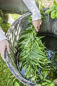Making of fern manure in a garden