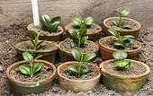 Cuttings of common boxes in a garden