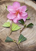Cuttings of camellia in a garden