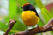 Tawny-capped euphonia male on a branch - Costa Rica