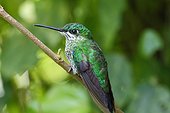 Green-crowned Brilliant female on a branch - Costa Rica