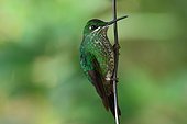 Green-crowned Brilliant female on a wire - Costa Rica