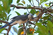 White-throated Magpie-Jay on a branch - Costa Rica ; eating a mango
