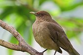 Clay-colored Robin on a branch - Costa Rica ; bird symbol of Costa Rica