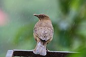 Clay-colored Robin under the rain - Costa Rica ; bird symbol of Costa Rica 