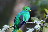 Resplendent Quetzal on a branch - Costa Rica