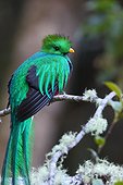 Resplendent Quetzal on a branch - Costa Rica