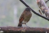 Grey-headed Chachalaca on a branch - Costa Rica