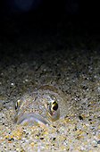Portrait of Greater Weever in sand - Mediterranean sea Spain