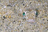 Portrait of Greater Weever in sand - Mediterranean sea Spain