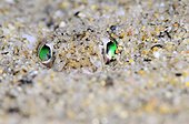 Portrait of Greater Weever in sand - Mediterranean sea Spain