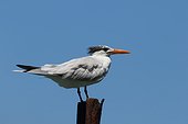 Royal Tern on a pole - Costa Rica
