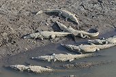American crocodiles warming on the riverbank - Costa Rica 