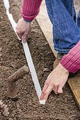 Sowing seeds on ribbon in a kitchen garden