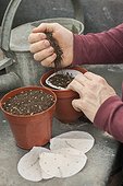 Sowing of pre-sowed seeds 