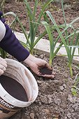 Adding dried blood fertilier on leeks ina kitchen garden