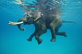 Asian Elephant swimming in sea - Andaman Islands India 