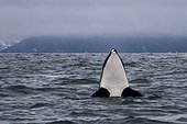 Orca spyhoping - Pacific ocean Kamchatka Russia