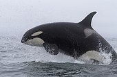 Orca jumping - Pacific ocean Kamchatka Russia