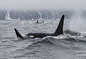 Orcas swimming at surface - Pacific Ocean Kamchatka Russia