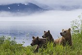 Brown bear and young - Kurile Lake Kamchatka Russia
