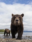 Brown bear and young - Kurile Lake Kamchatka Russia