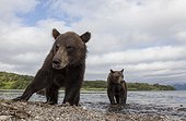 Brown bear and young - Kurile Lake Kamchatka Russia