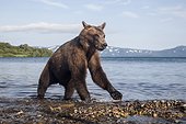 Brown bear on bank - Kurile Lake Kamchatka Russia