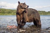 Brown bear and Salmon - Kurile Lake Kamchatka Russia