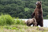 Brown bear and young - Kurile Lake Kamchatka Russia