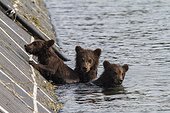 Young Brown bears in water - Kurile Lake Kamchatka Russia