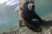 Brown bear in water - Kurile Lake Kamchatka Russia