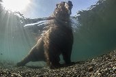 Brown bear in water - Kurile Lake Kamchatka Russia
