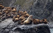 Steller sea lions on rocky shore - Kamchatka Russia 