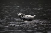 Larga seal in water - Kamchatka Russia 